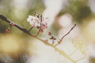 【高解像度】木漏れ日と桜（3パターン）