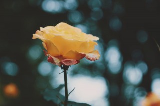 【高解像度】黄色い薔薇（バラ）（2パターン）