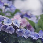 【高解像度】ふんわり咲く紫陽花（アジサイ）（3パターン）