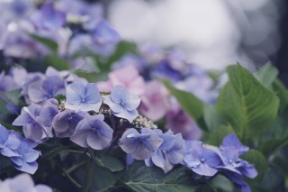 【高解像度】ふんわり咲く紫陽花（アジサイ）（3パターン）