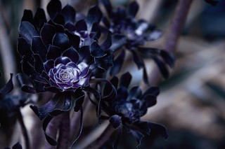 【高解像度】花のような黒法師（クロホウシ）（3パターン）