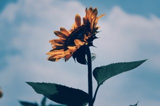 【高解像度】空に向かって咲く向日葵（ヒマワリ）（3パターン）