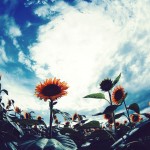 【高解像度】夏空と一面の向日葵（ヒマワリ）（3パターン）