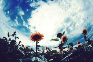 【高解像度】夏空と一面の向日葵（ヒマワリ）（3パターン）