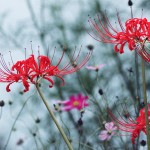 【高解像度】コスモス畑に咲く彼岸花（3パターン）