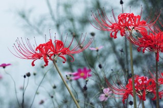 【高解像度】コスモス畑に咲く彼岸花（3パターン）