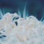 【高解像度】柔らかい雰囲気の白い彼岸花（3パターン）