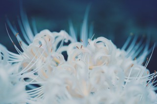 【高解像度】柔らかい雰囲気の白い彼岸花（3パターン）