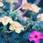 【高解像度】鮮やかな白粉花（オシロイバナ）（3パターン）