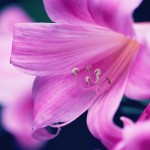 【高解像度】百合のようなピンク色の花（3パターン）