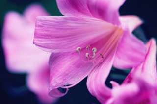 【高解像度】百合のようなピンク色の花（3パターン）