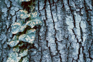 【高解像度】ひび割れた木の幹と葉（3パターン）
