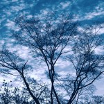 【高解像度】枯れ木と空（3パターン）