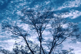 【高解像度】枯れ木と空（3パターン）