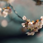 【高解像度】咲き初めの寒桜（カンザクラ）