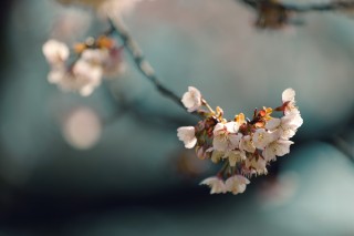 【高解像度】咲き初めの寒桜（カンザクラ）
