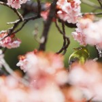 【高解像度】寒桜とメジロ