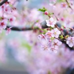 【高解像度】ピンク色の桜（サクラ）（3パターン）