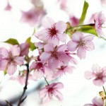 【高解像度】光に透けるピンク色の桜（サクラ）（3パターン）