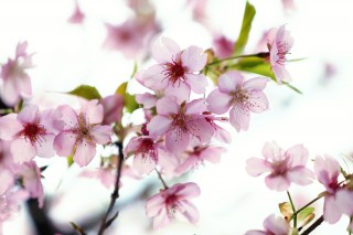 【高解像度】光に透けるピンク色の桜（サクラ）（3パターン）