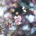 【高解像度】ステンドグラスのような光と桜（サクラ）（3パターン）