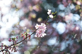 【高解像度】ステンドグラスのような光と桜（サクラ）（3パターン）