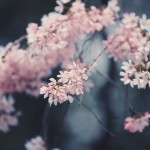【高解像度】見上げる枝垂れ桜（シダレザクラ）（3パターン）