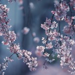 【高解像度】揺れる枝垂れ桜（シダレザクラ）（3パターン）
