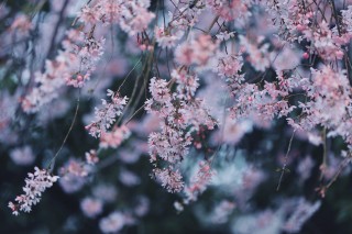 【高解像度】薄暗闇に咲く枝垂れ桜（シダレザクラ）（3パターン）