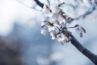 【高解像度】細い枝に咲く桜（サクラ）（3パターン）