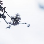 【高解像度】曇天と枝垂れ桜（シダレザクラ）（3パターン）