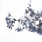 【高解像度】光に透けるひと枝の桜（サクラ）（3パターン）