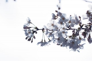 【高解像度】光に透けるひと枝の桜（サクラ）（3パターン）