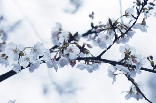 【高解像度】薄曇りの日の桜（サクラ）（3パターン）