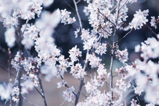 【高解像度】満開の啓翁桜（ケイオウザクラ）（3パターン）