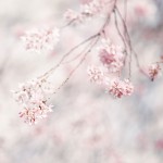 【高解像度】おぼろげな枝垂れ桜（シダレザクラ）（3パターン）