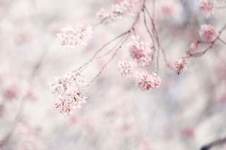 【高解像度】おぼろげな枝垂れ桜（シダレザクラ）（3パターン）