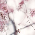 【高解像度】滲むような枝垂れ桜（シダレザクラ）（3パターン）