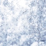 【高解像度】雪のような枝垂れ桜（シダレザクラ）（3パターン）