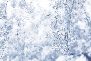【高解像度】雪のような枝垂れ桜（シダレザクラ）（3パターン）