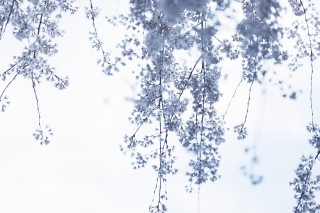 【高解像度】カーテンのような枝垂れ桜（シダレザクラ）（3パターン）