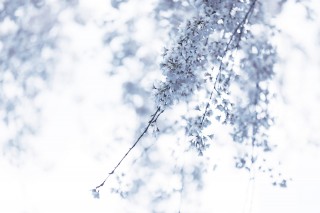 【高解像度】風に揺れる枝垂れ桜（シダレザクラ）（3パターン）
