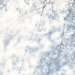 【高解像度】霞がかる枝垂れ桜（シダレザクラ）（3パターン）