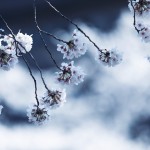 【高解像度】桜雲と桜（サクラ）（3パターン）