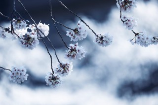 【高解像度】桜雲と桜（サクラ）（3パターン）