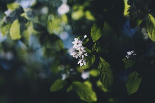 【高解像度】発光するような秤錘木の花（ヒョウスイボク）（3パターン）