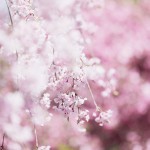 【高解像度】満開の枝垂れ桜（シダレザクラ）（3パターン）
