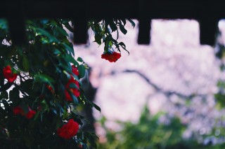 【高解像度】門前に咲く赤い椿（ツバキ）（3パターン）