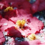 【高解像度】桜の花弁と落ち椿（ツバキ）（3パターン）