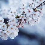【高解像度】白い桜（サクラ）（3パターン）